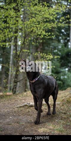 Brown labrador Retriever mit Seifenblasen spielen Stockfoto