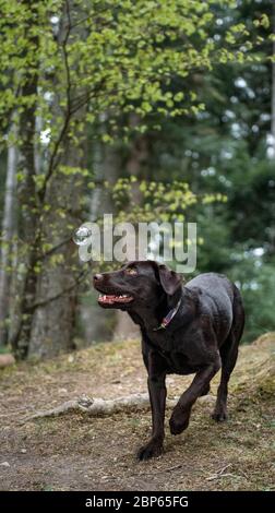 Brown labrador Retriever mit Seifenblasen spielen Stockfoto