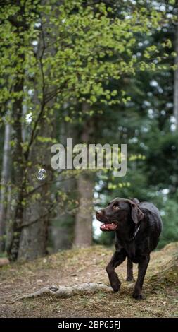 Brown labrador Retriever mit Seifenblasen spielen Stockfoto