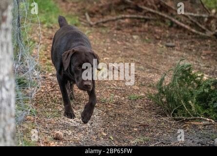 Brown labrador Retriever mit Seifenblasen spielen Stockfoto