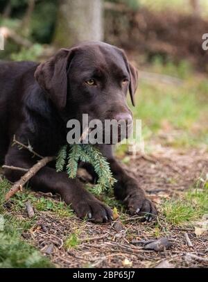 Brown labrador Retriever mit Seifenblasen spielen Stockfoto