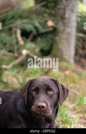 Brown labrador Retriever mit Seifenblasen spielen Stockfoto