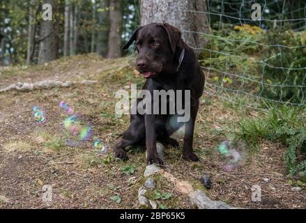 Brown labrador Retriever mit Seifenblasen spielen Stockfoto