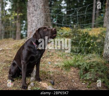 Brown labrador Retriever mit Seifenblasen spielen Stockfoto