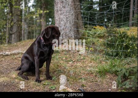 Brown labrador Retriever mit Seifenblasen spielen Stockfoto