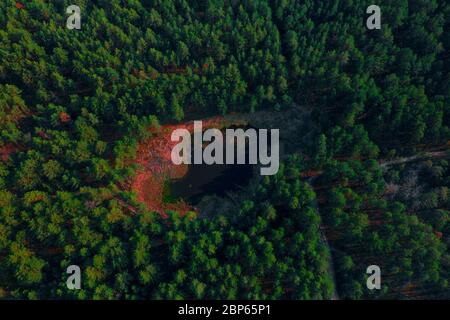 Kleiner See mit rosa Säure Ufer im grünen Wald vor Drohne gewurzelt Stockfoto