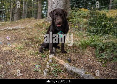 Brown labrador Retriever mit Seifenblasen spielen Stockfoto