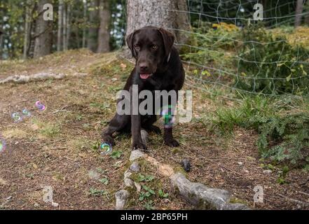 Brown labrador Retriever mit Seifenblasen spielen Stockfoto