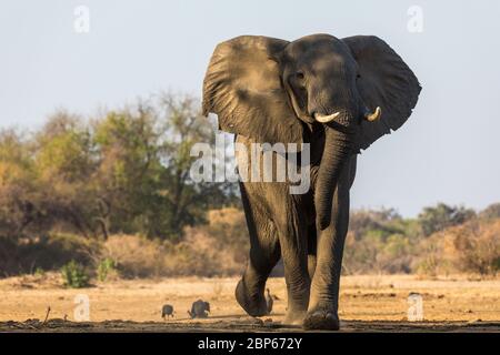 Elefanten in der Nähe einer Verstecke am Wasserloch des Kavinga Safari Camp, Simbabwe Stockfoto