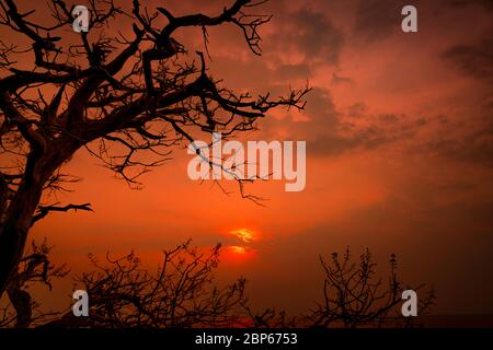 Schöne Silhouette grüner Baum und Sonnenuntergang Himmel neben dem Meer. Romantische und friedliche Szene von Meer, Sonne und Himmel bei Sonnenuntergang mit Schönheitsmuster Stockfoto