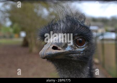 Der Kopf einer neugierigen ewu (Dromaius novaehollandiae), der neugierig auf die Kamera schaut. Zerzauste, dumme graue Federn mit blauer Färbung. Stockfoto