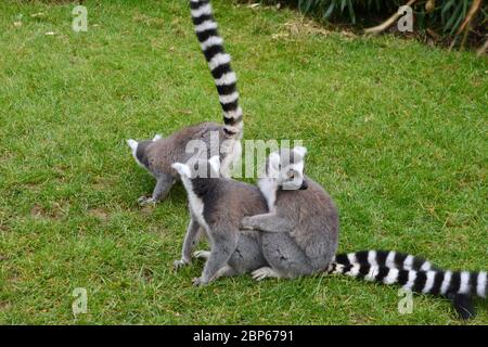 Ein Paar ringschwanz Lemuren (Lemur catta) umarmt im Gras, während ein dritter im Hintergrund streift, Schwanz in der Luft Stockfoto
