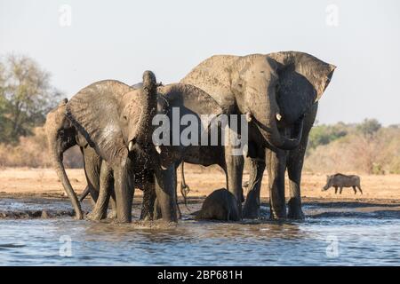 Elefanten in der Nähe einer Verstecke am Wasserloch des Kavinga Safari Camp, Simbabwe Stockfoto