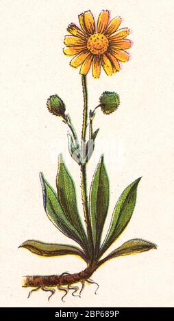 Heilpflanze Arnica montana, auch Wolfsbauch, Leopardbauch, Bergtabak und Bergarnica, eine mäßig giftige ethnobotanische europäische Blütenpflanze in der Sonnenblumenfamilie / Heilpflanze echte Arnika, Arnica montana, Bergwohlverleih, Historisch, historisch, Digital verbesserte Reproduktion eines Originals aus dem 19. Jahrhundert / Digitale Reproduktion einer Originalvorlage aus dem 19. Jahrhundert Stockfoto