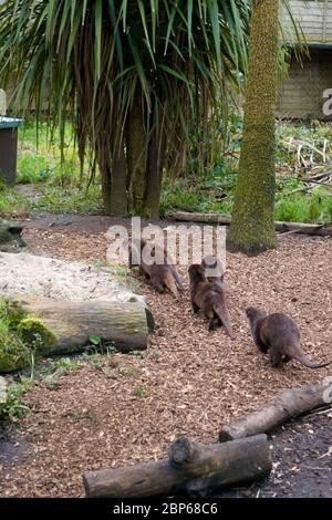 Eine Familiengruppe asiatischer Kurzklauenotter (Aonyx cinereus), die als Gruppe zusammen läuft Stockfoto