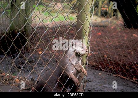 Ein asiatischer Kurzklauenotter (Aonyx cinereus) in Gefangenschaft, der mit seinem geflüsterten Kopf und seinen Pfoten durch die Riegel seiner Einzäunung reicht und sich nach f sehnt Stockfoto