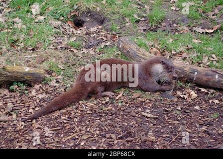 Ein asiatischer Kurzklauenotter (Aonyx cinereus), der einen Fisch isst, ihn in seinen Krallen hält und seinen Kopf kaut Stockfoto