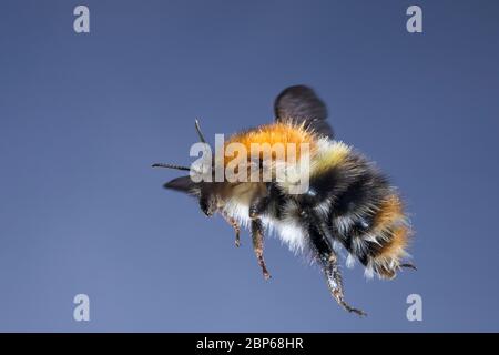 Ackerhummel, Acker-Hummel, Hummel, Weibchen, Königin, Flug, fliedend, Bombus pascuorum, Bombus agrorum, Megabombus pascuorum floralis, gemeiner Karder b Stockfoto