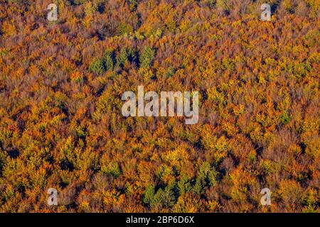 Luftaufnahme, herbstlicher Nadelwald und Laubbäume im Herbst, Wald, buntes Mischwald am Ackermanns Weg, Arnsberg, Sauerland, Nordrhein-Westfalen, Deutschland Stockfoto