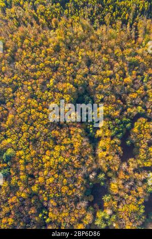 Luftaufnahme, herbstlicher Nadelwald und Laubbäume im Herbst, Wald, buntes Mischwald am Ackermanns Weg, Arnsberg, Sauerland, Nordrhein-Westfalen, Deutschland Stockfoto