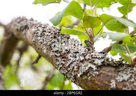 Vernachlässigter Apfelgarten, Flechten an Ästen und Spinnweben an Blättern. Krankheiten und Schädlinge von Obstbäumen Stockfoto