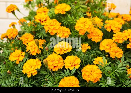 Natürlicher floraler Hintergrund. Tagetes Patula oder französische Ringelblume Nahaufnahme Stockfoto