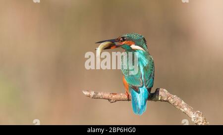 Gewöhnlicher Eisvogel, Alcedo atthis bekannt als Blauer Blitz, Beginn Tag Suche nach Nahrung (Fang von Fischen) an São Domingos Flussufer.Peniche. Portugal. Stockfoto