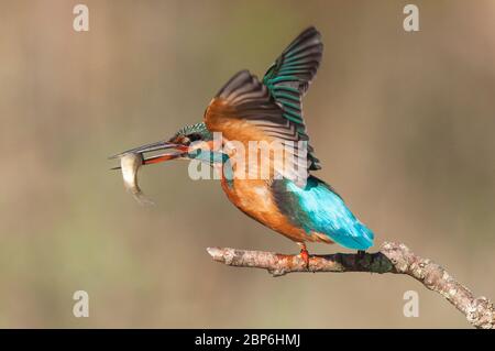 Gewöhnlicher Eisvogel, Alcedo atthis bekannt als Blauer Blitz, Beginn Tag Suche nach Nahrung (Fang von Fischen) an São Domingos Flussufer.Peniche. Portugal. Stockfoto