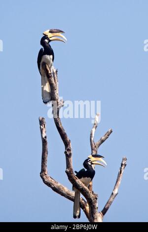 Malabar Pied Hornbill (Anthracoceros coronatus), zwei in einem toten Baum, Uda Walawe National Park, Sri Lanka. Stockfoto