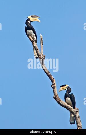 Malabar Pied Hornbill (Anthracoceros coronatus), zwei in einem toten Baum, Uda Walawe National Park, Sri Lanka. Stockfoto