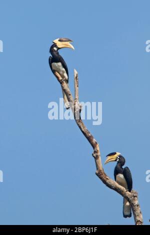 Malabar Pied Hornbill (Anthracoceros coronatus), zwei in einem toten Baum, Uda Walawe National Park, Sri Lanka. Stockfoto