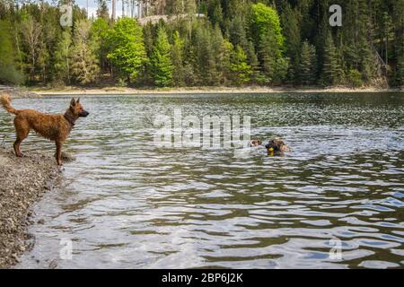 Drei Hunde am Strand Stockfoto