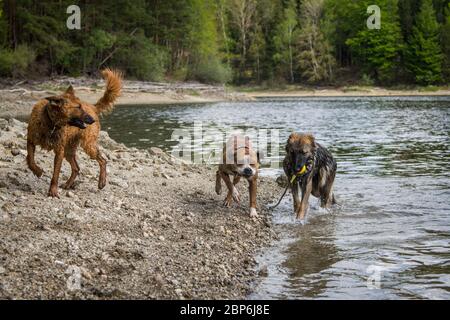 Drei Hunde spielen am Strand Stockfoto