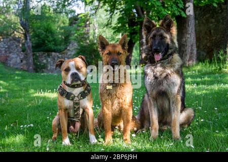 Drei Hunde sitzen Stockfoto