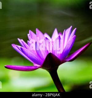 Rote Wasserlilie (Nymphaea nouchali), die nationale Blume von Sri Lanka, wächst in einem Teich, Sinharaja Forest Reserve, Sri Lanka. Stockfoto