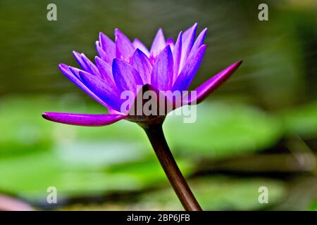 Rote Wasserlilie (Nymphaea nouchali), die nationale Blume von Sri Lanka, wächst in einem Teich, Sinharaja Forest Reserve, Sri Lanka. Stockfoto