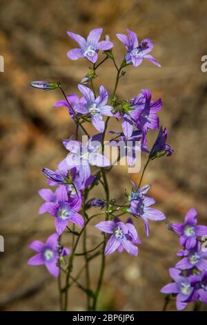 Campanula patula (Streublumenblume / Wiesen-Glockenblume) Stockfoto