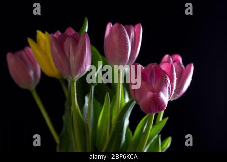 Strauß Tulpen auf schwarzem Hintergrund Stockfoto