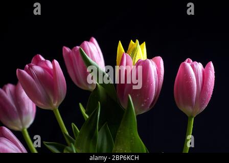 Strauß Tulpen auf schwarzem Hintergrund Stockfoto