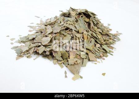 Chinesische Kräuter gesunde natürliche Tee Ginkgo Biloba Stockfoto