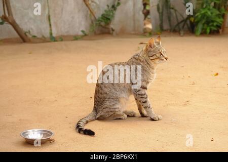Bild einer schönen langen kleinen Haarkatze, die auf dem Land sitzt Stockfoto