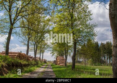 Holzstapel, Döllersheimer Ländchen, Waldviertel, Österreich Stockfoto