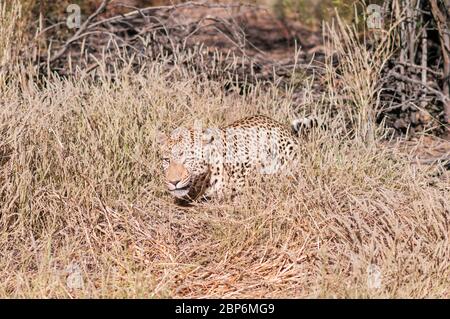 Leopard, Panthera pardus Stockfoto