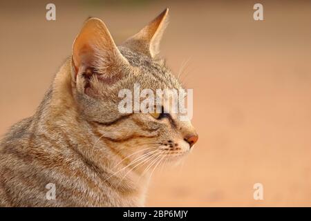 Kopfaufnahme von niedlichen Katze mit hellorangen Farbhintergründen und kopieren Raum Hintergrund Stockfoto