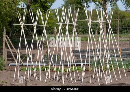 Bambus: Ein Stützrahmen, der bereit ist, Bohnen und Erbsen in einem vegatable Garten zu klettern. Stockfoto