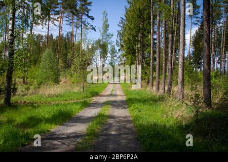 Waldstraße in der Nähe des Militärtrainingsgebietes Allentsteig, Döllersheim, Waldviertel, Österreich Stockfoto