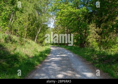 Waldstraße in der Nähe des Militärtrainingsgebietes Allentsteig, Döllersheim, Waldviertel, Österreich Stockfoto