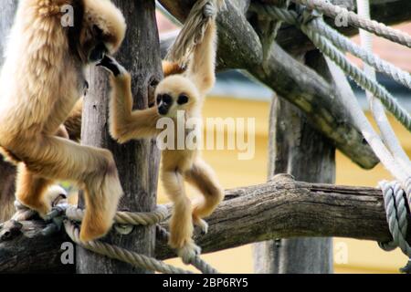 Weisshand Gibbon Baby Stockfoto