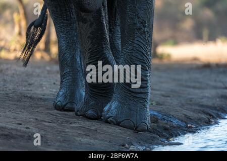 Afrikanische Elefanten an einem Wasserloch in Mana Pools National Par, Simbabwe Stockfoto