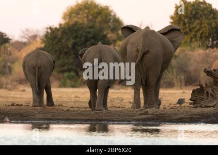 Afrikanische Elefanten an einem Wasserloch in Mana Pools National Par, Simbabwe Stockfoto